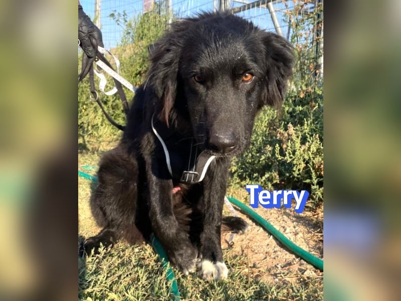 Terry, 09/24 - ruhiger Schatz sucht Familie