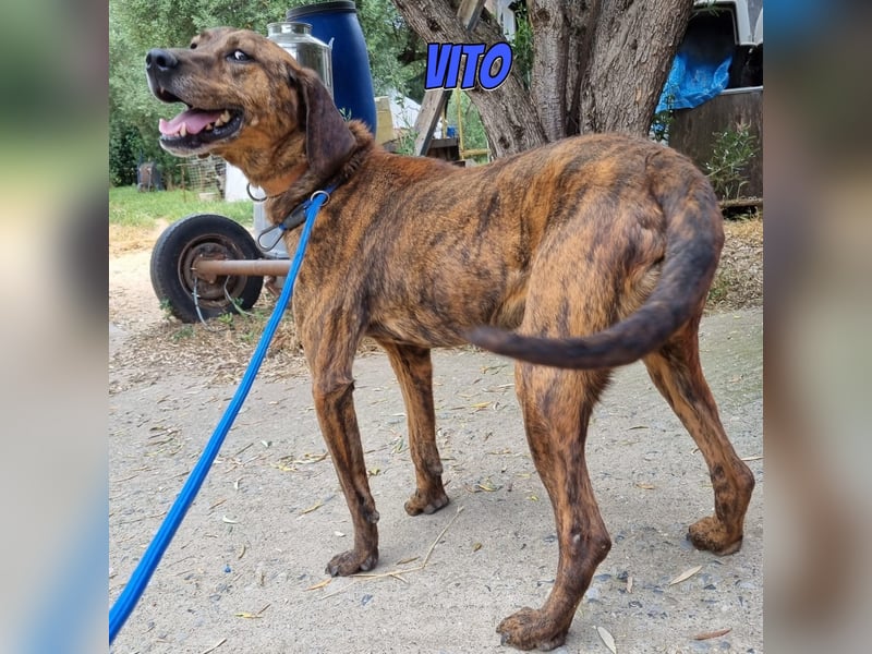Vito, 10/24 - lieber Eyecatcher sucht Familie