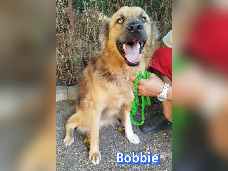 Bobbie, 08/23 - treuer Wuschel sucht Familie