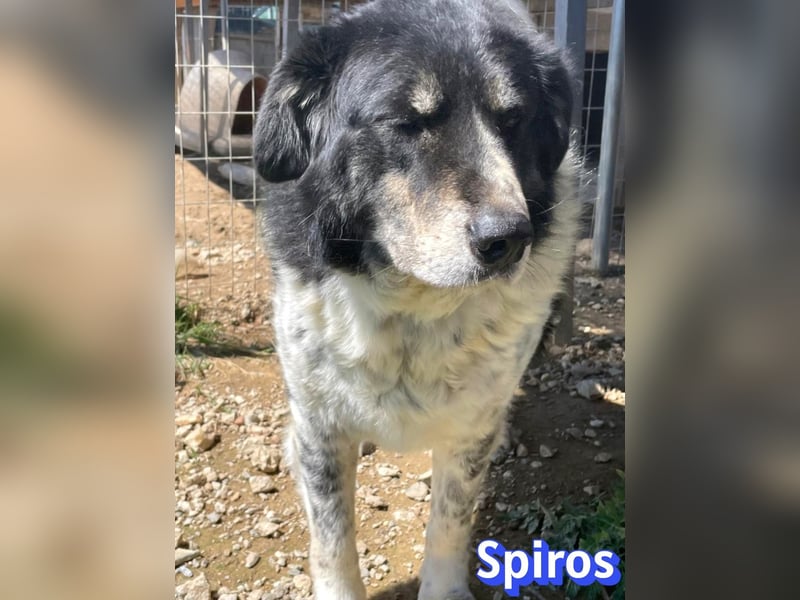 Spiros, 01/23 - wuscheliger, schlauer Gefährte sucht seine Menschen