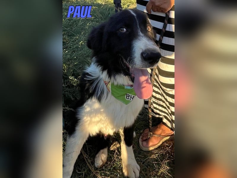 Paul, 10/25 - süßer Plüscher sucht Familie