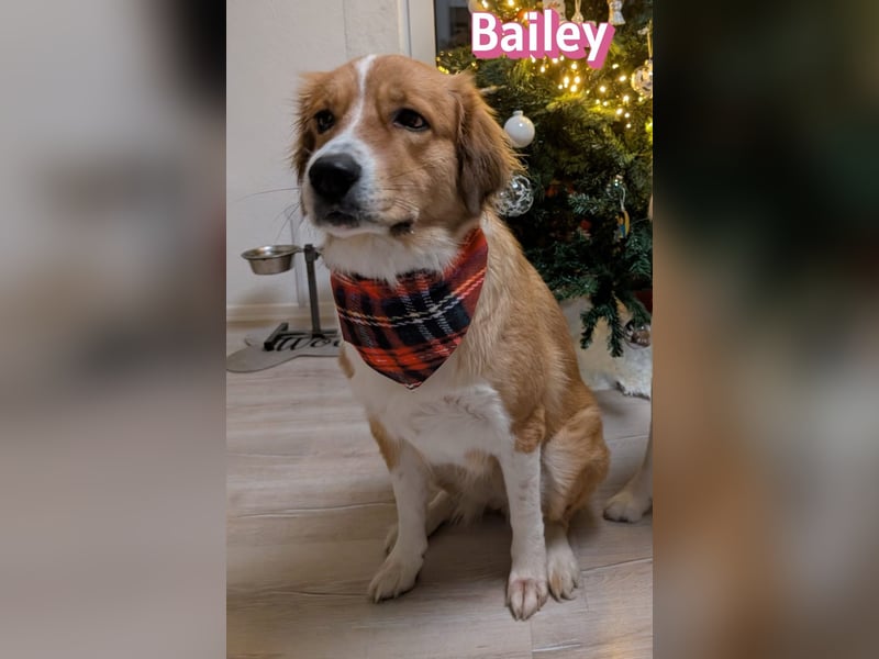 Bailey 04/24 - charakterstarke Hündin sucht neues Zuhause
