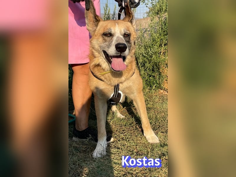 Kostas, 08/20 - ruhiger Rüde sucht Familie