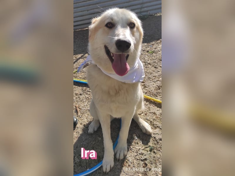 Ira – tapfere kleine Kämpferin sucht ihr Zuhause