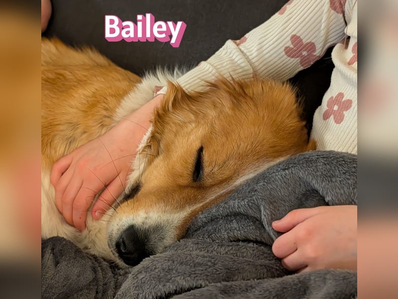 Bailey 04/24 - charakterstarke Hündin sucht neues Zuhause