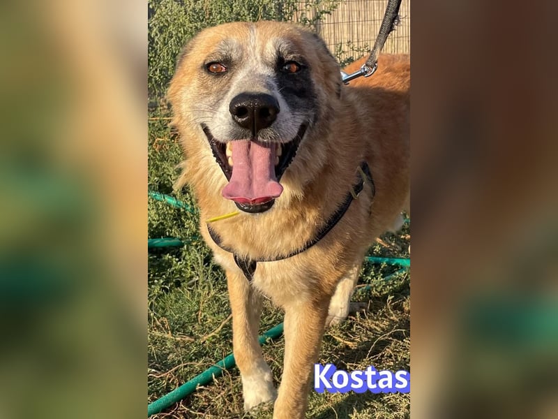 Kostas, 08/20 - ruhiger Rüde sucht Familie