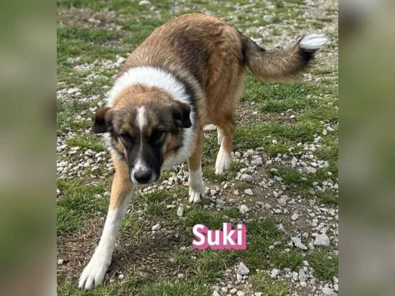 Suki - schüchtern, sozial, neugierig