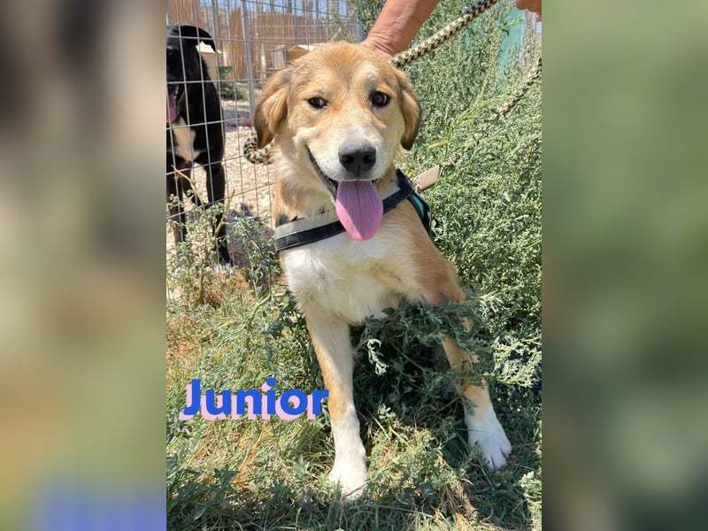 Junior, 11/23 - Rohdiamant sucht Zuhause zum Aufblühen!