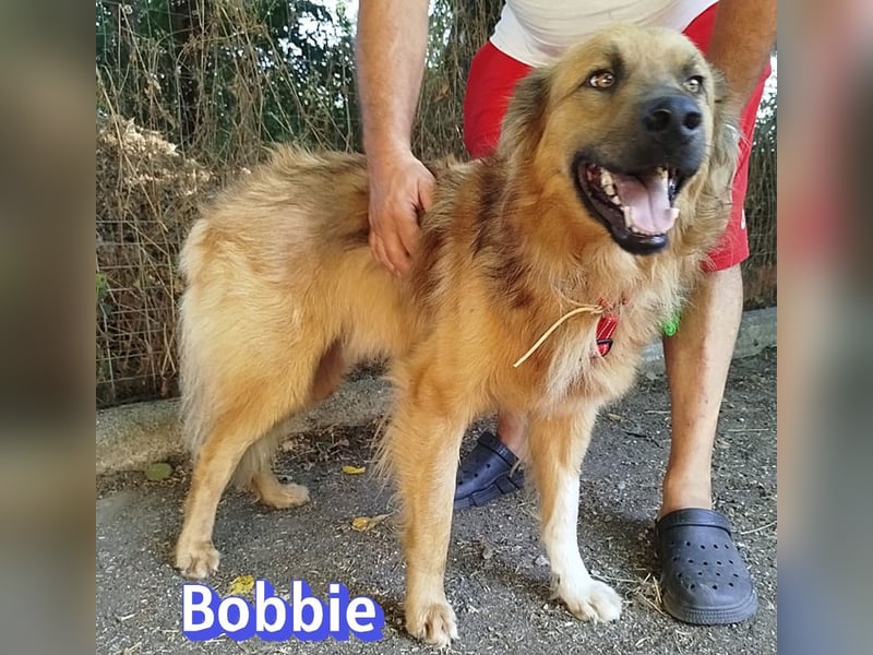 Bobbie, 08/23 - treuer Wuschel sucht Familie