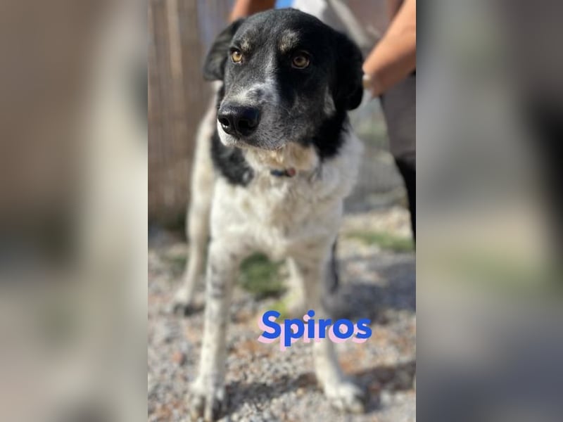 Spiros - freundlich und intelligent