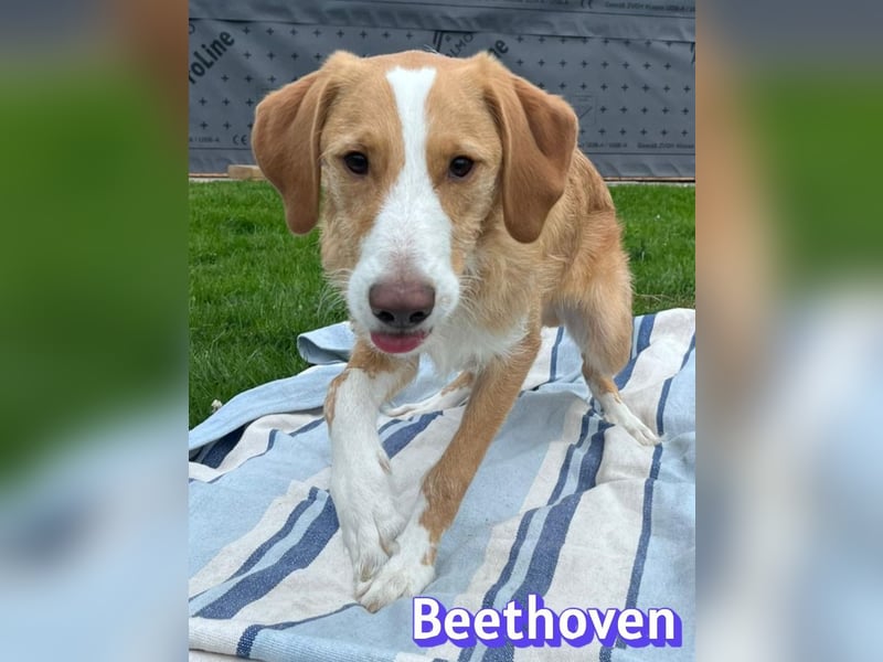 Beethoven, 10/25 - sportlicher Herzenshund sucht Für-immer-Zuhause