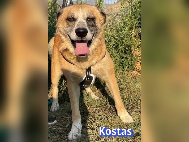 Kostas, 08/20 - ruhiger Rüde sucht Familie