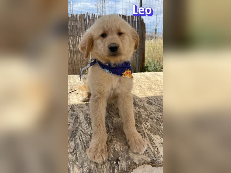 Leo, 02/26 - Zukunft gesucht