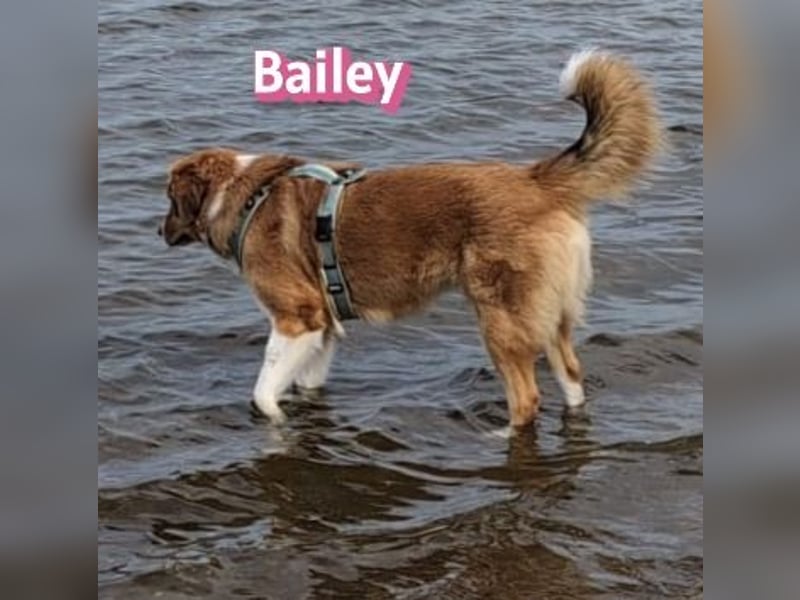 Bailey 04/24 - charakterstarke Hündin sucht neues Zuhause