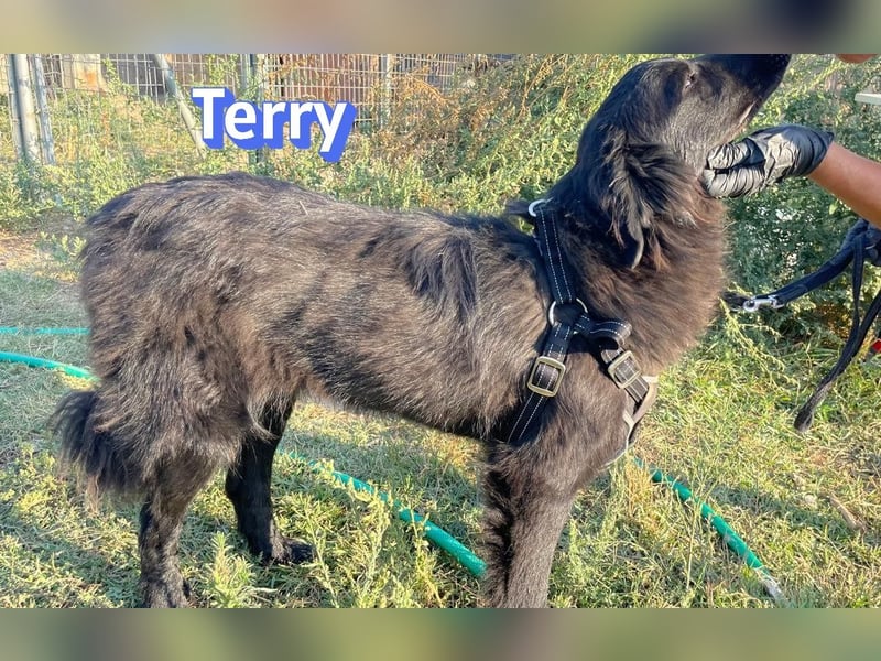 Terry, 09/24 - ruhiger Schatz sucht Familie