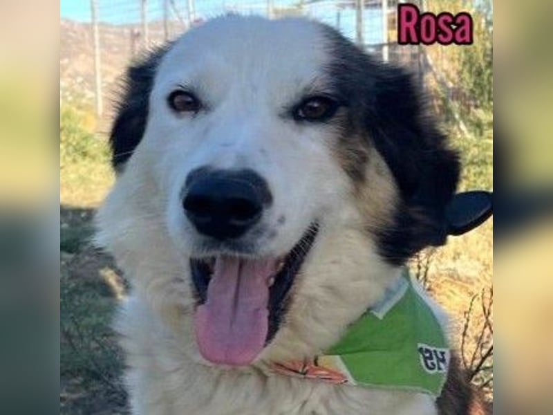 Rosa, 12/23 - sanfte Seele sucht Zuhause