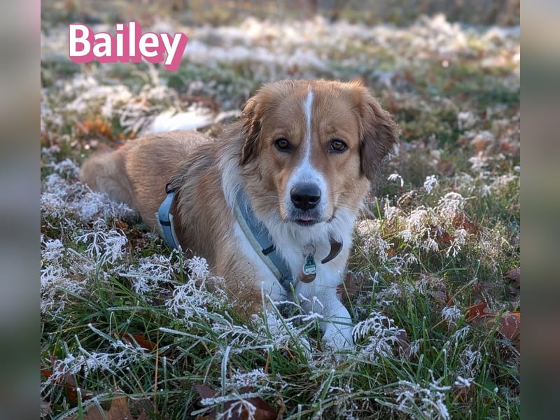 Bailey 04/24 - charakterstarke Hündin sucht neues Zuhause