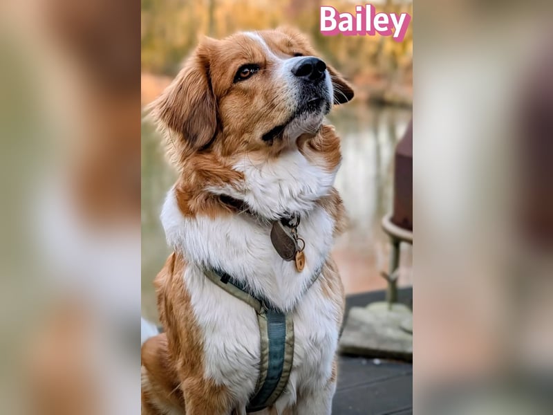 Bailey 04/24 - charakterstarke Hündin sucht neues Zuhause
