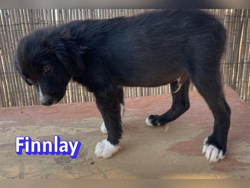 Finnlay, 05/26 - Schwarzköpfchen sucht Familie