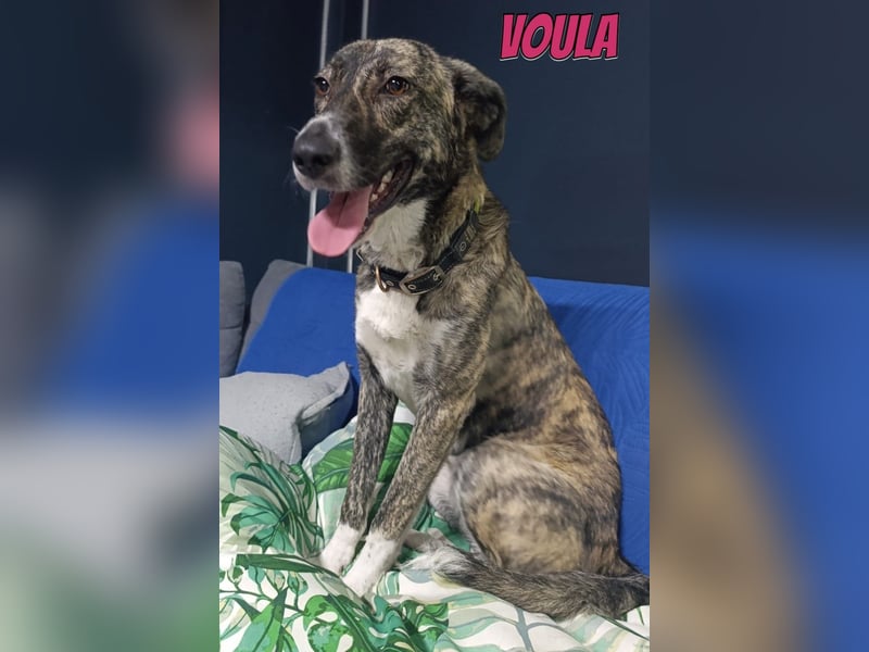 Voula, 10/25 - sanfte Seele sucht Familie