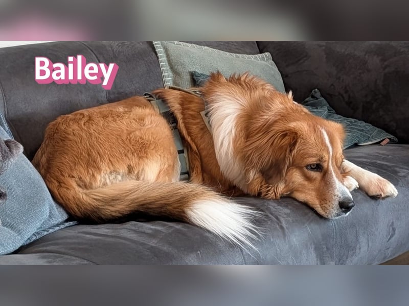 Bailey 04/24 - charakterstarke Hündin sucht neues Zuhause