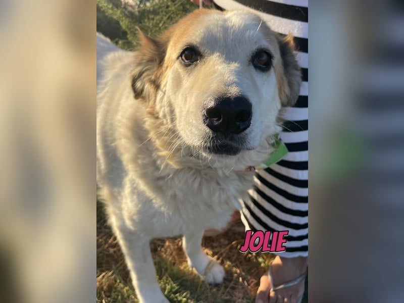 Jolie, 08/24 - süßes Mädel wartet auf ihre Menschen