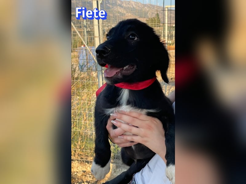 Fiete, 05/26 - süßer Wuschel sucht Familie