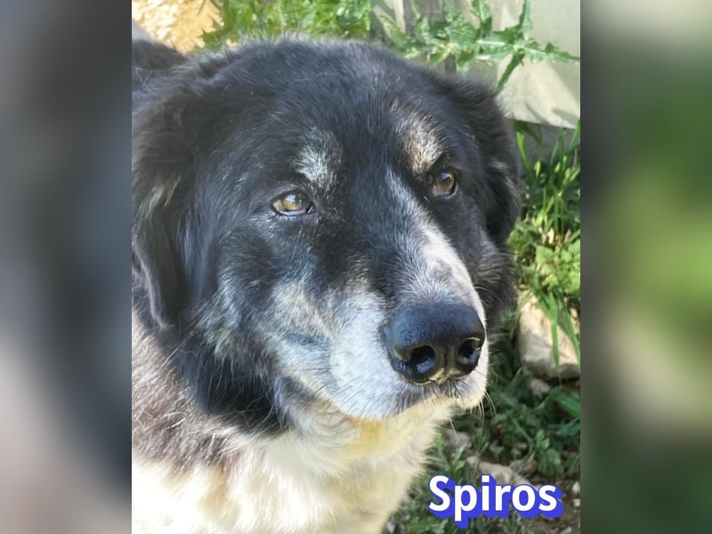 Spiros, 01/23 - wuscheliger, schlauer Gefährte sucht seine Menschen