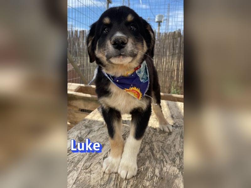 Luke, 02/26 - hübscher Kerl sucht Zuhause