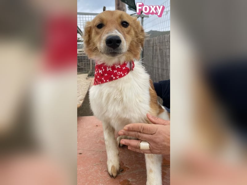 Foxy - verschmust, verspielt, anhänglich