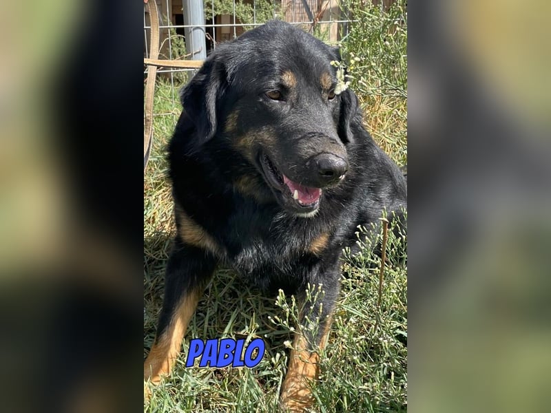 Pablo, 10/22 - ruhiger Rüde sucht Familie
