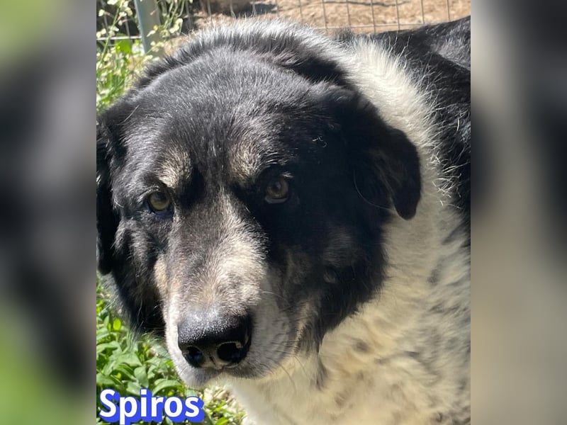 Spiros, 01/23 - wuscheliger, schlauer Gefährte sucht seine Menschen
