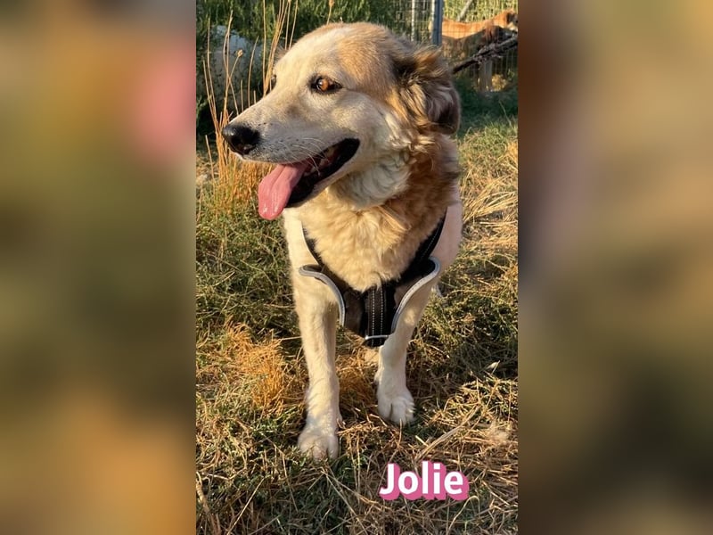 Jolie, 08/24 - ruhige Begleiterin sucht ihre Menschen