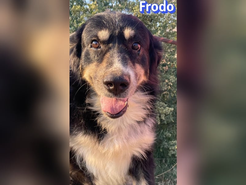 Frodo, 01/24 - Lebensfreude auf 4 Pfoten