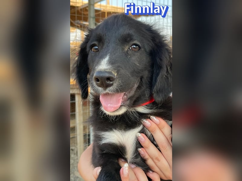 Finnlay, 05/26 - Schwarzköpfchen sucht Familie