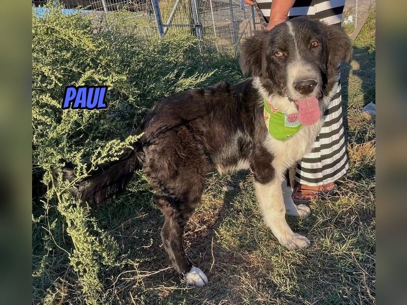 Paul, 10/25 - süßer Plüscher sucht Familie
