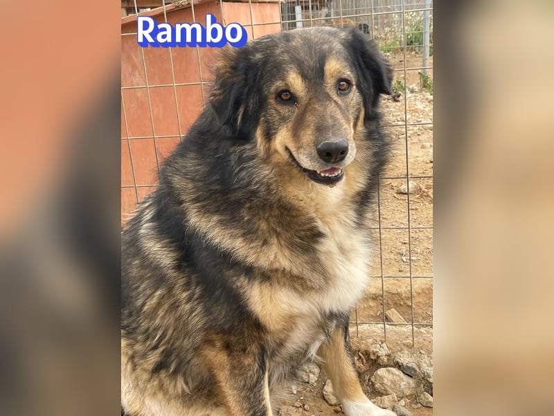 Rambo 01/22 - aktives Moppelchen sucht Diätpartner