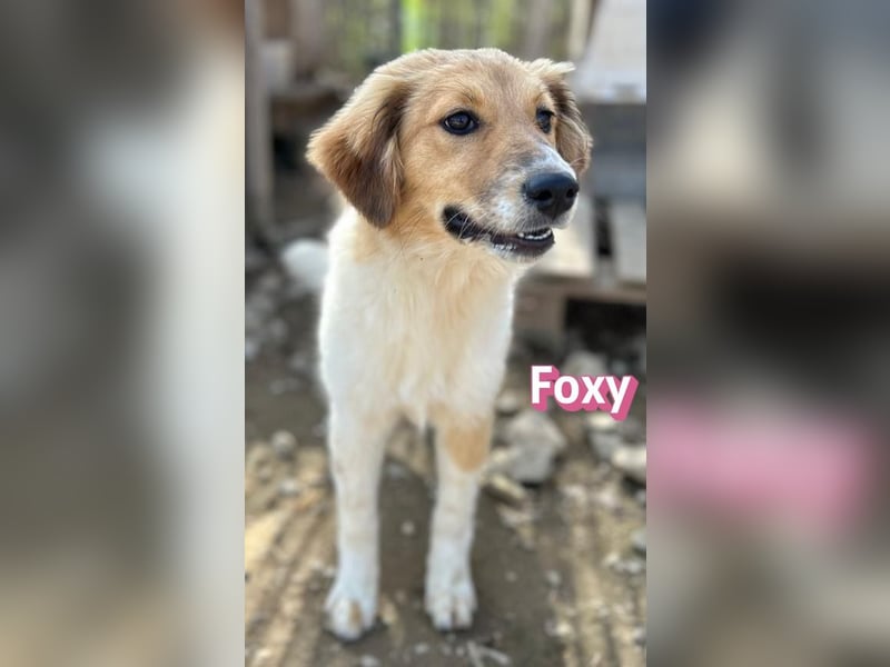 Foxy - verschmust, verspielt, anhänglich