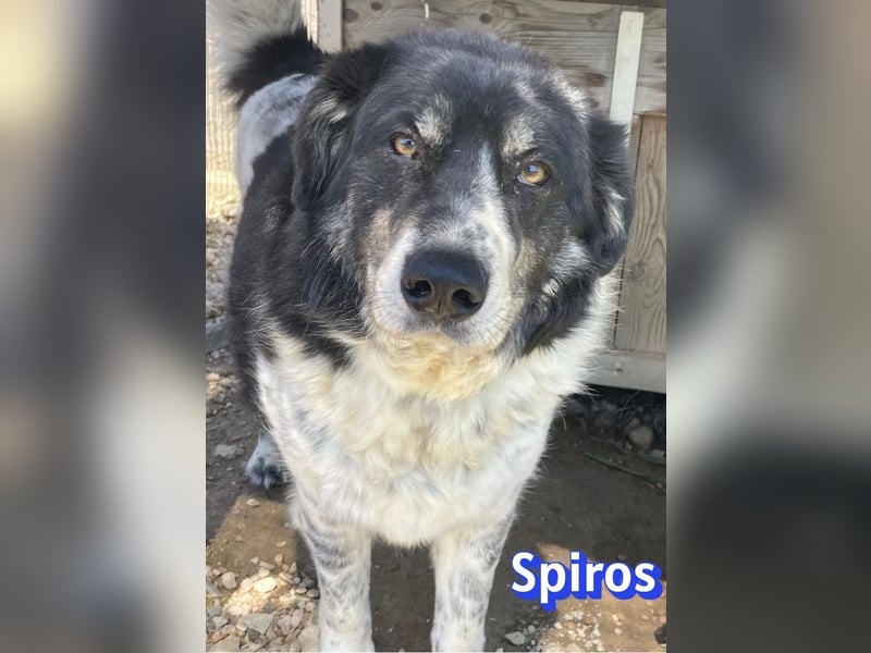 Spiros, 01/23 - wuscheliger, schlauer Gefährte sucht seine Menschen