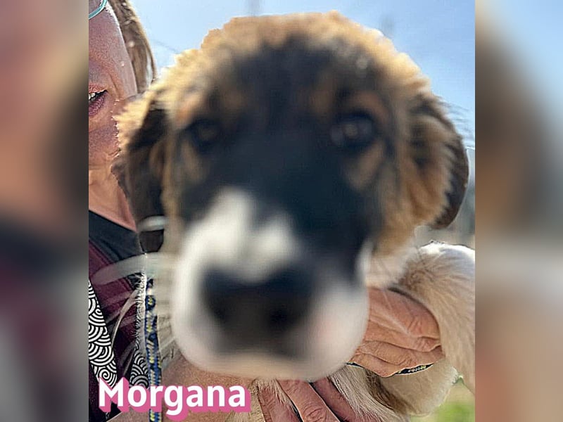 Morgana - verschmust, verspielt, anhänglich