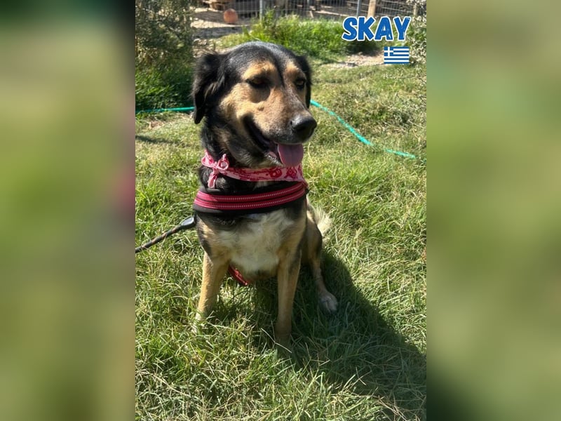 Skay - lernwillig und bewegungsfreudig