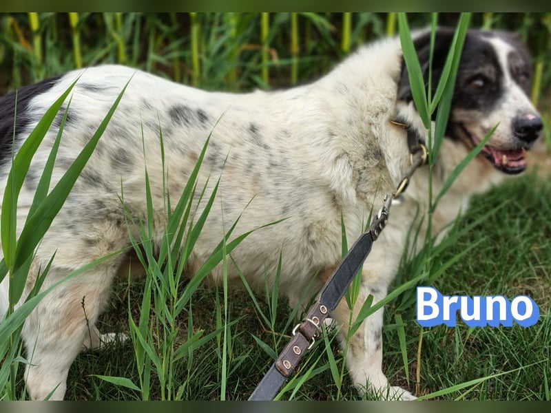 Bruno2, 10/17 - gemütlicher Senior wartet in 86685 Huisheim