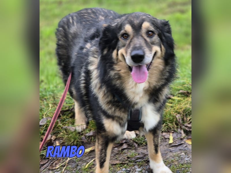 Rambo, 04/22 - ruhiges Bärchen wartet in 91413 Unternesselbach