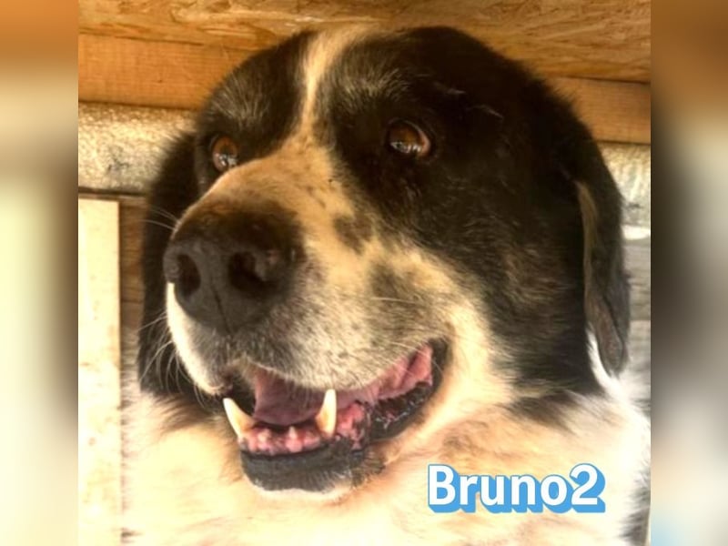 Bruno2, 10/17 - gemütlicher Senior wartet in 85276 Pfaffenhofen a. d. Ilm