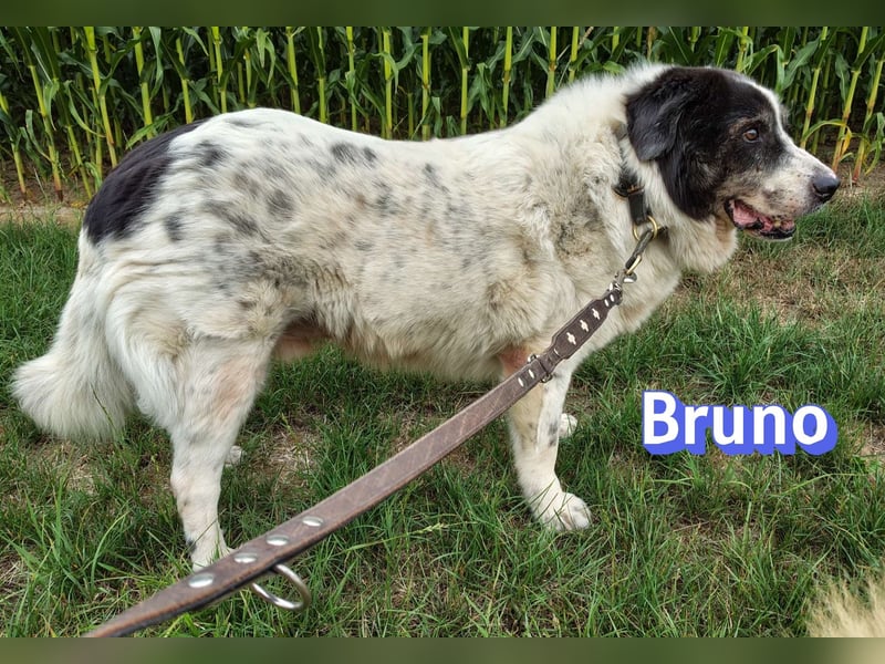 Bruno2, 10/17 - gemütlicher Senior wartet in 86685 Huisheim