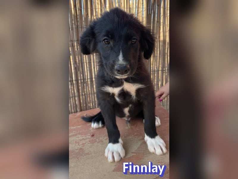 Finnlay, 05/26 - Schwarzköpfchen sucht Familie