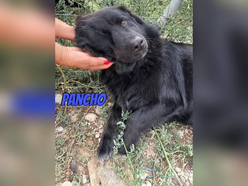 Pancho, 10/22 - schwarzes Bärchen sucht Familie