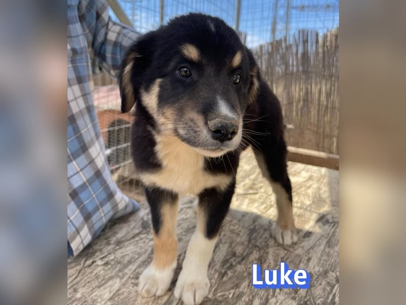 Luke, 02/26 - hübscher Kerl sucht Zuhause