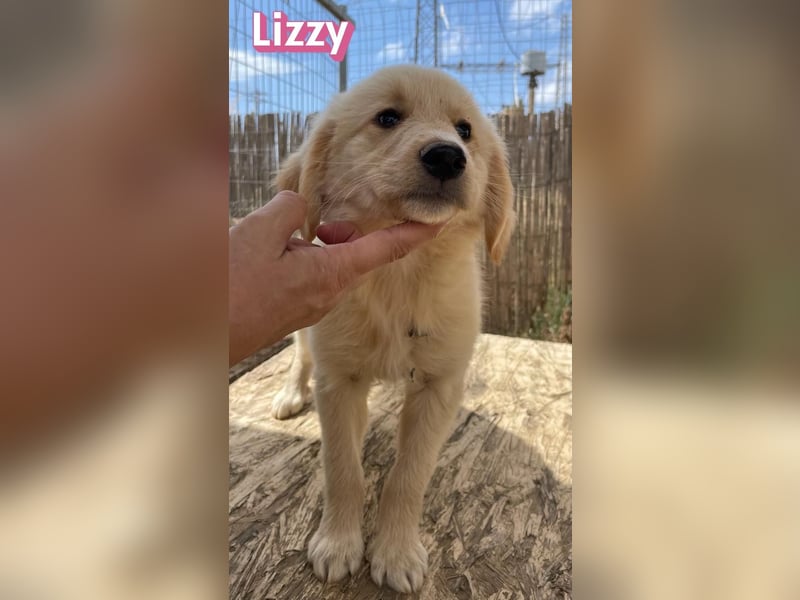 Lizzy, 02/26 - sucht eine schöne Kindheit
