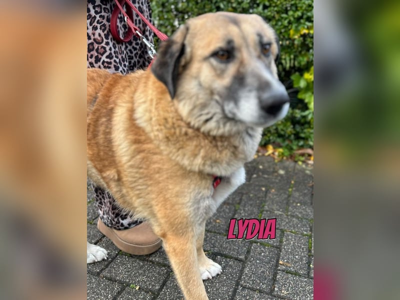 Lydia, 05/23 - tolle Familienhündin wartet in 64756 Mossautal